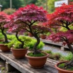 commandez en ligne vos érables du japon greffés auprès de notre pépinière experte, garantissant des plantes de qualité pour embellir votre jardin.