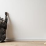 découvrez si la peinture résistante aux griffures de chat est un mythe ou une réalité, et comment protéger vos murs des dégâts de vos animaux.